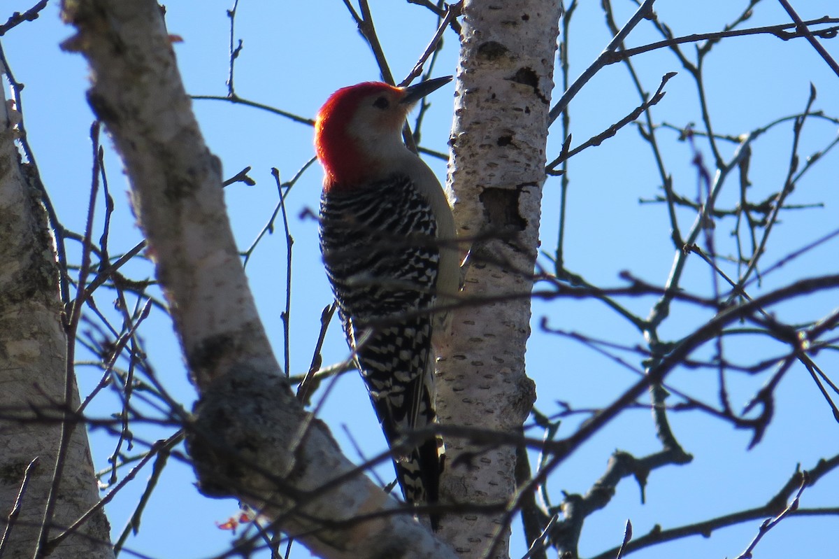 Red-bellied Woodpecker - ML614825984