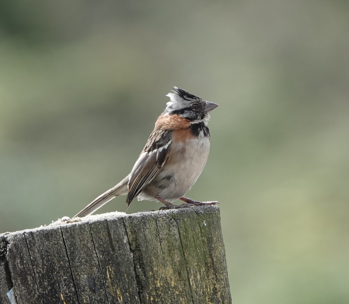 Rufous-collared Sparrow - ML614826008
