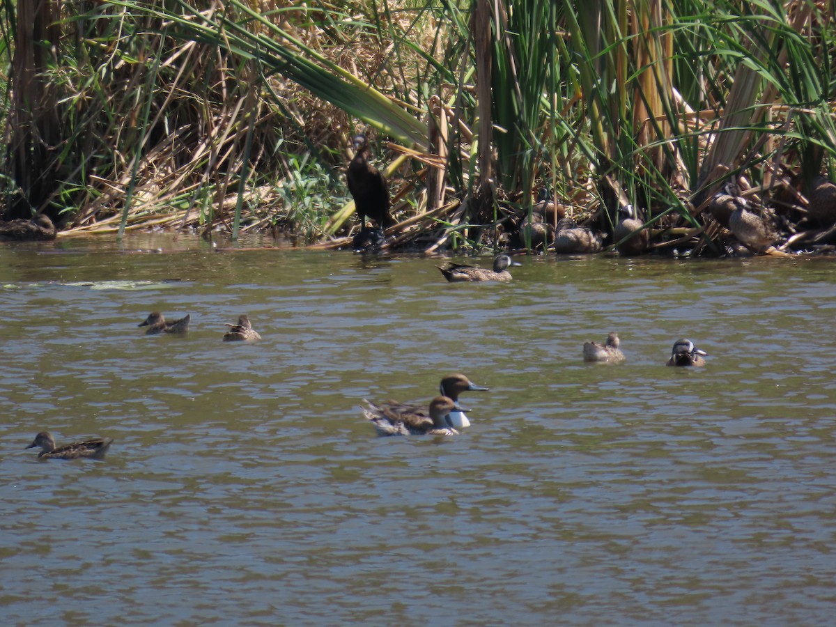 Northern Pintail - ML614826010