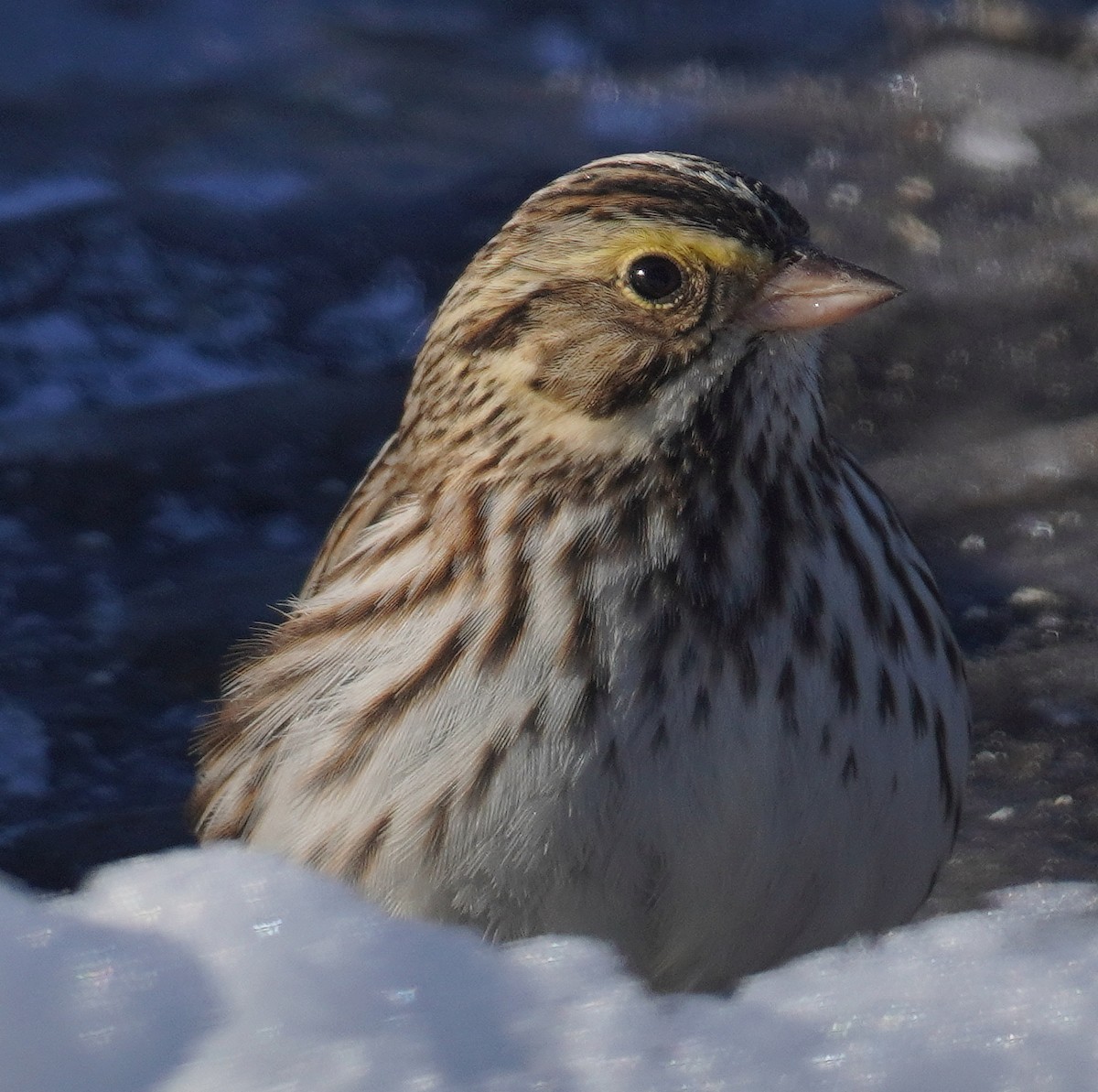 Savannah Sparrow - ML614826035