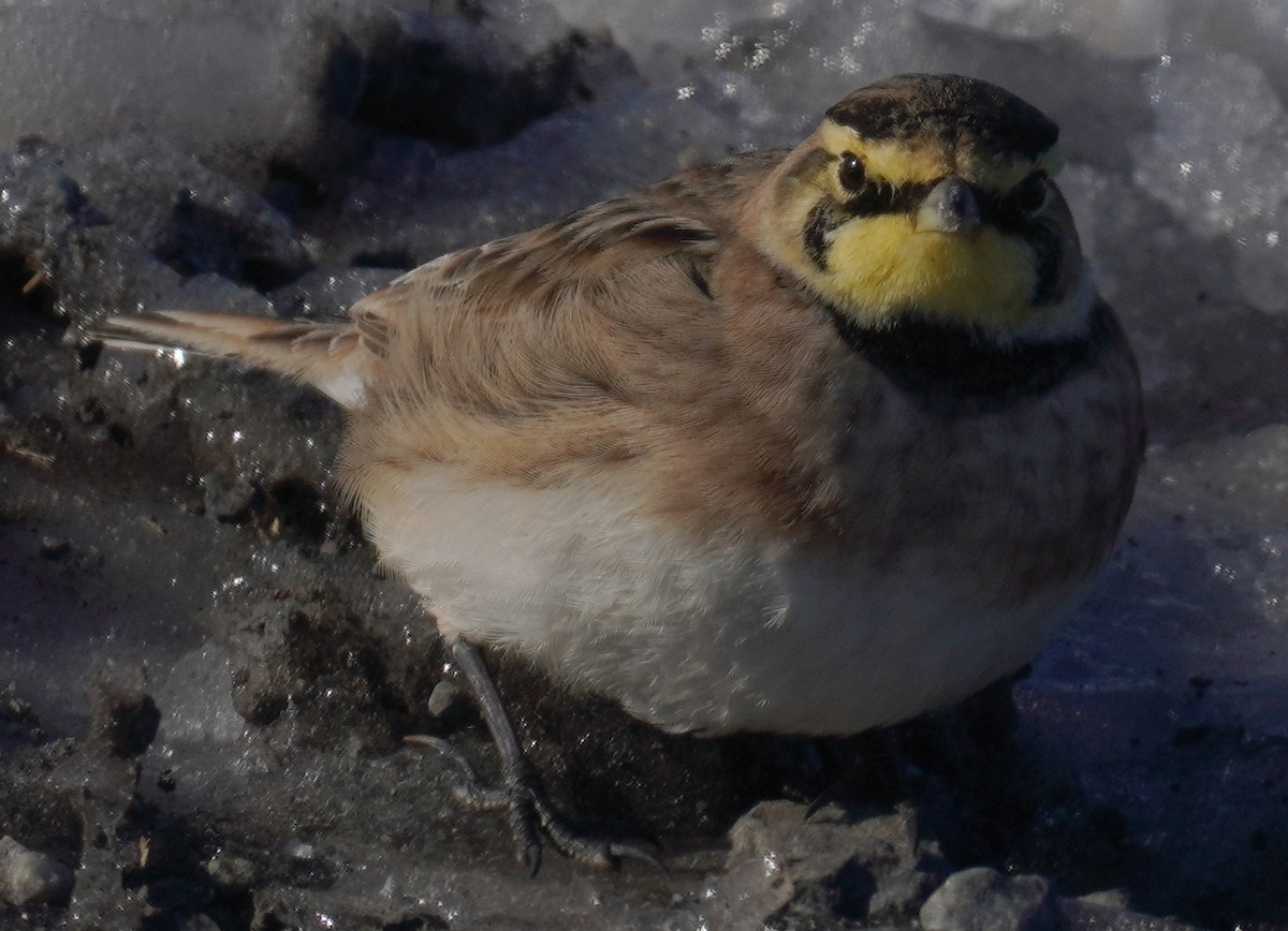 Horned Lark - ML614826057