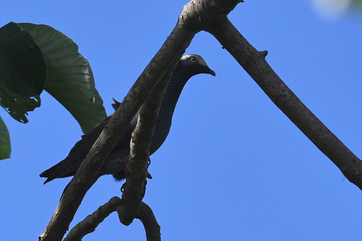 White-crowned Pigeon - ML614826089