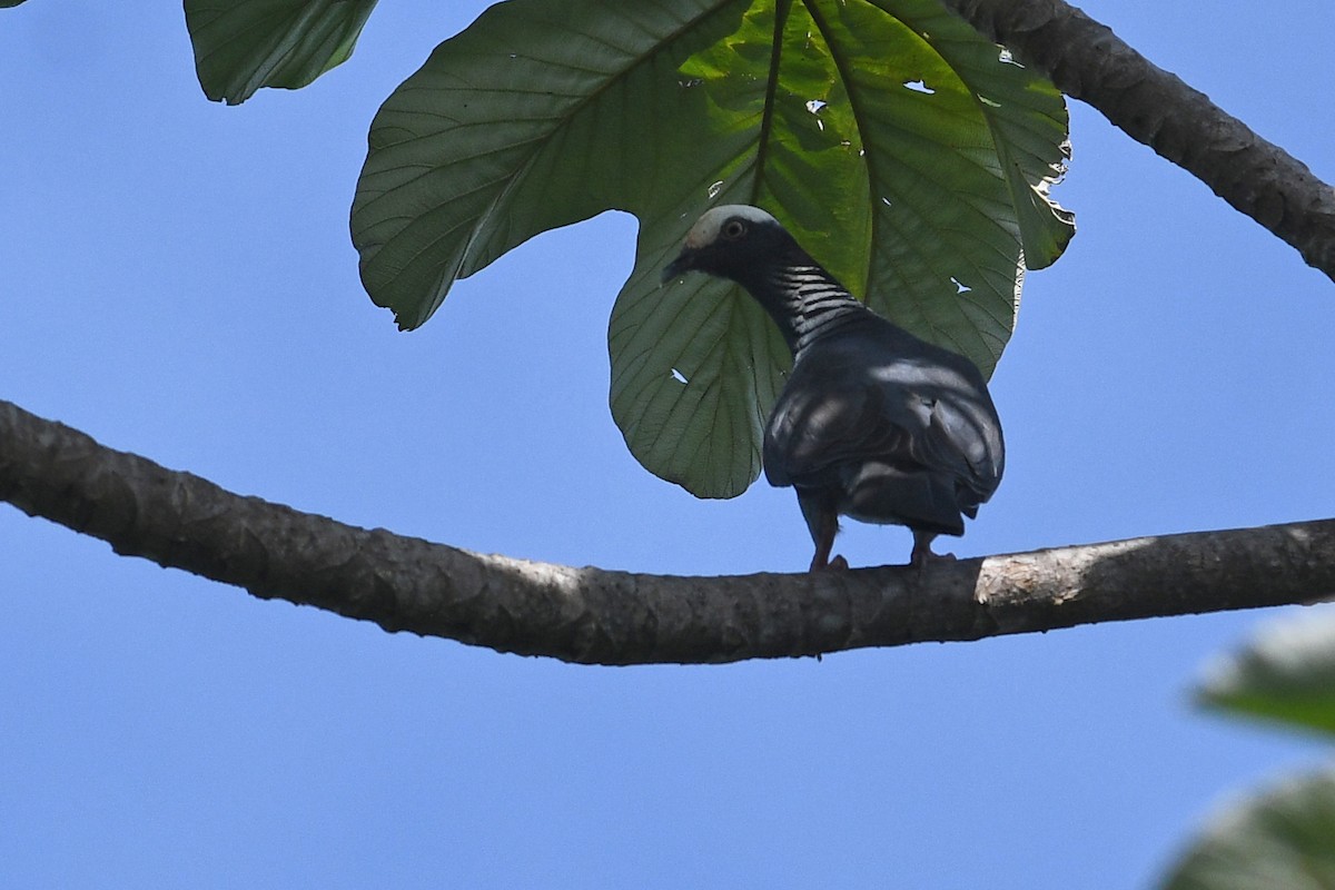 White-crowned Pigeon - ML614826090