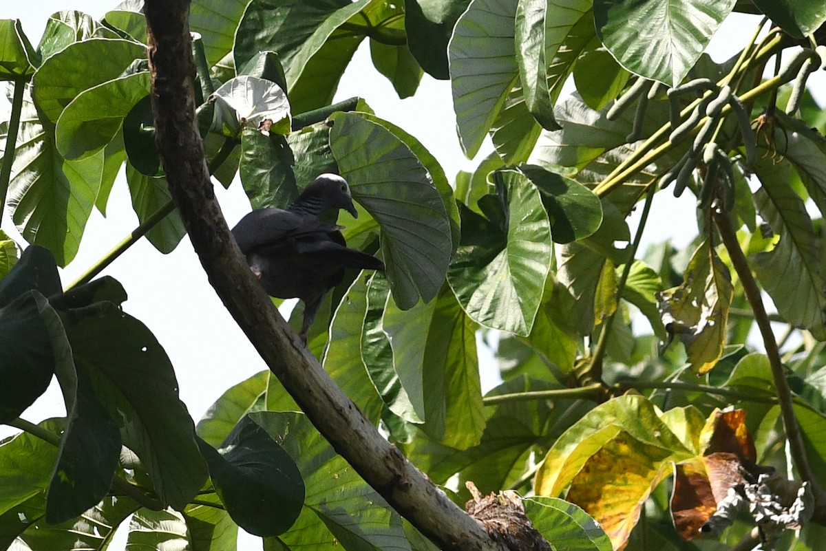 White-crowned Pigeon - ML614826091