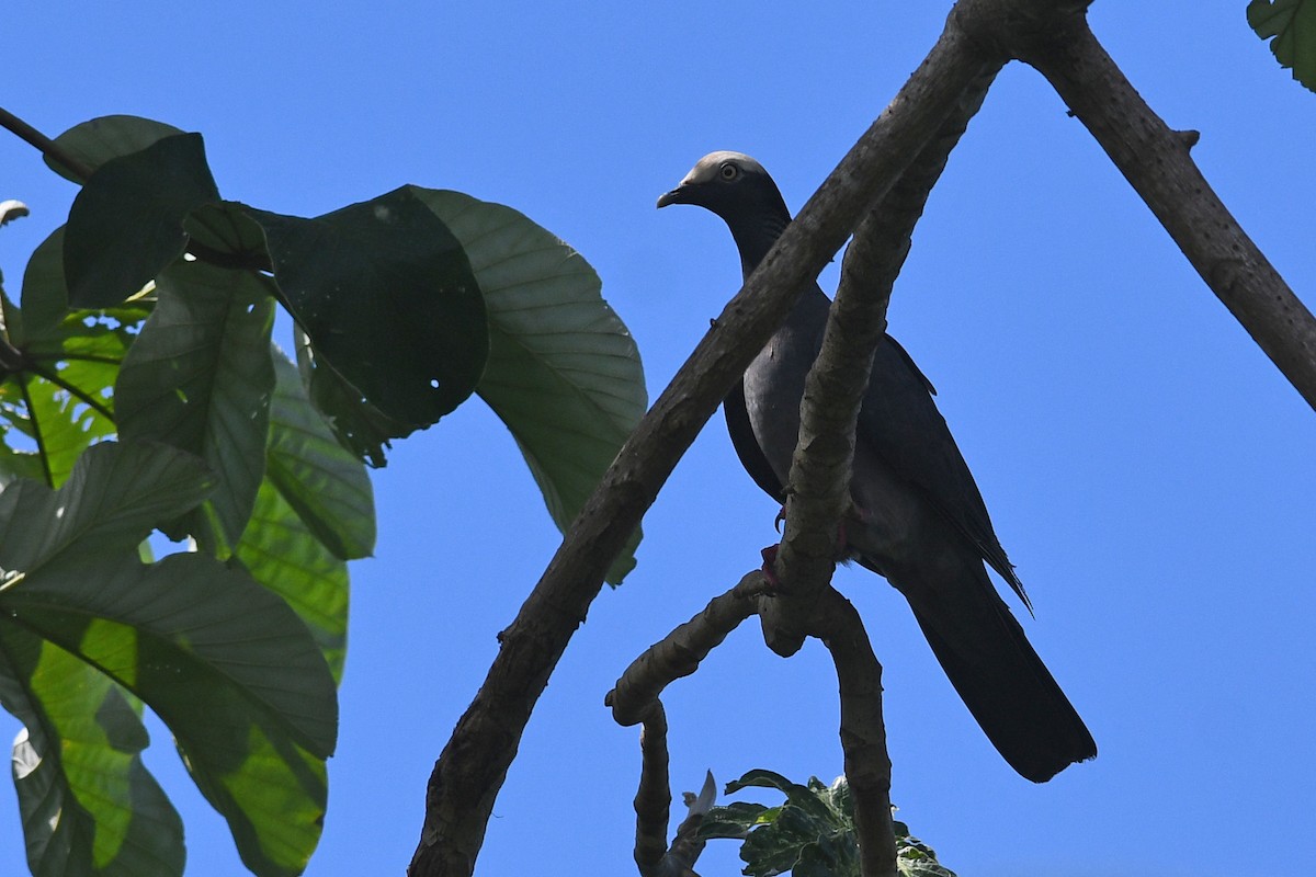 White-crowned Pigeon - ML614826092