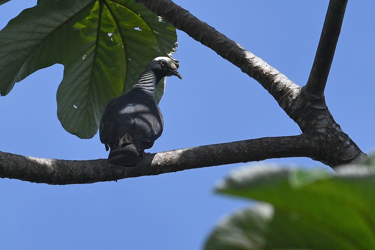 White-crowned Pigeon - ML614826093