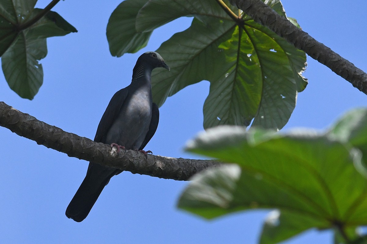 White-crowned Pigeon - ML614826094