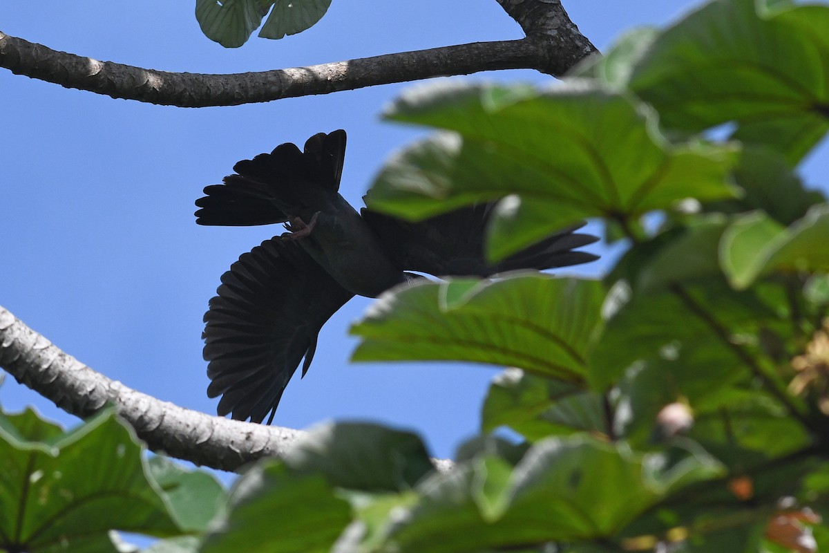 White-crowned Pigeon - ML614826095