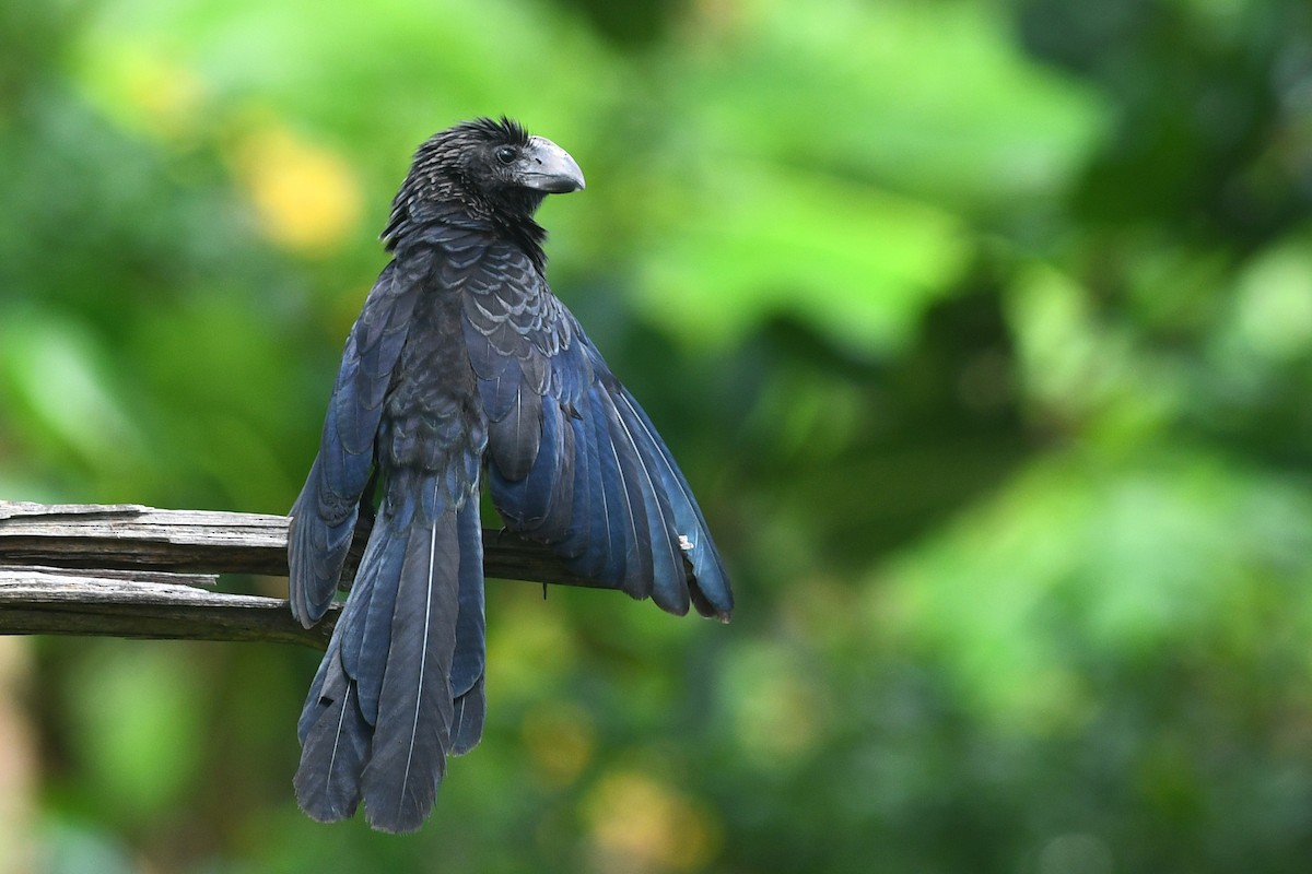 Smooth-billed Ani - ML614826114