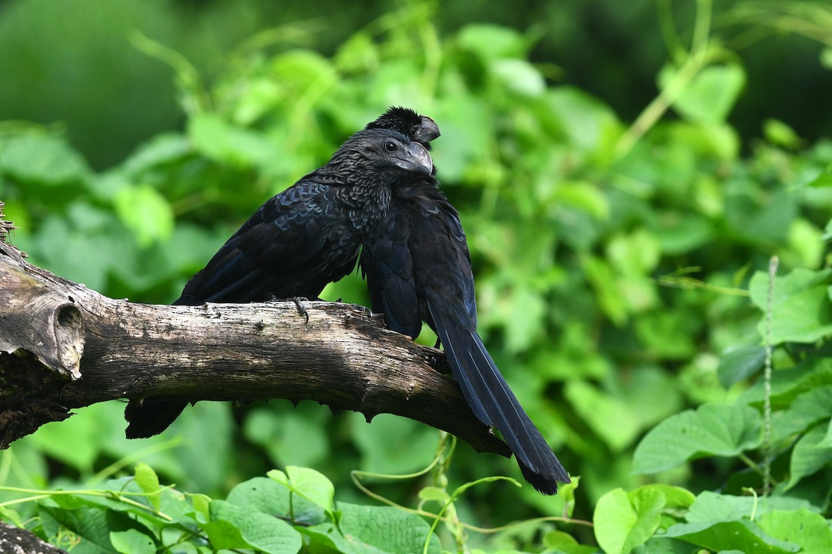 Smooth-billed Ani - ML614826115