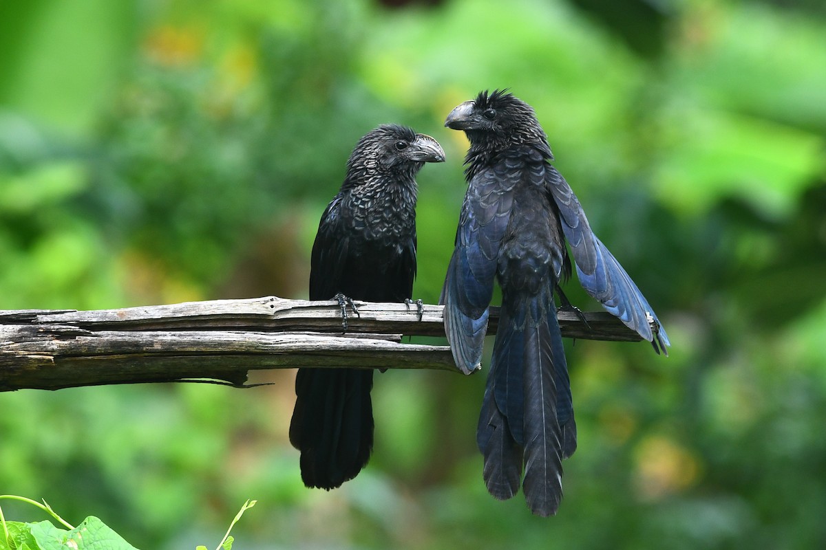 Smooth-billed Ani - ML614826117