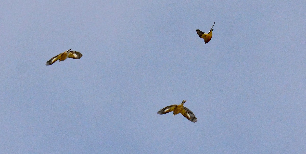 Evening Grosbeak - Michael J Good