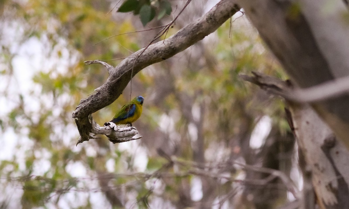 Turquoise Parrot - ML614826188