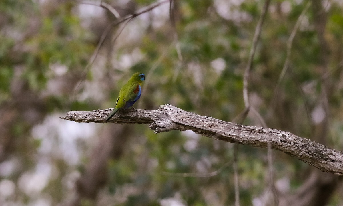 Turquoise Parrot - ML614826189