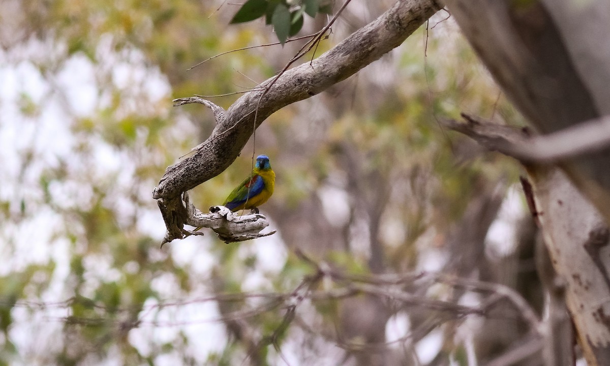 Turquoise Parrot - ML614826190