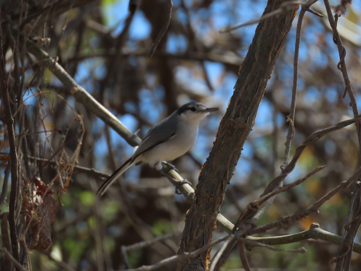 White-lored Gnatcatcher - ML614826206