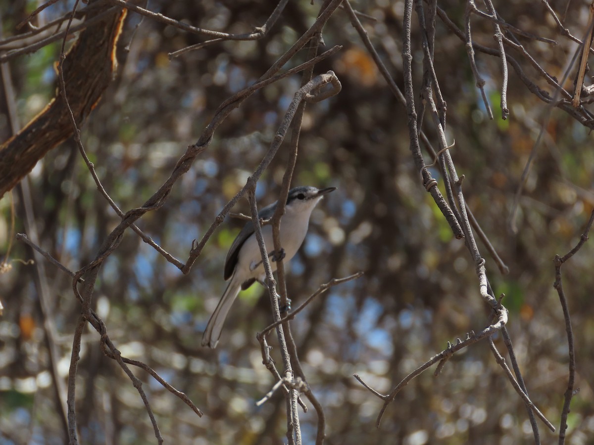 White-lored Gnatcatcher - ML614826207