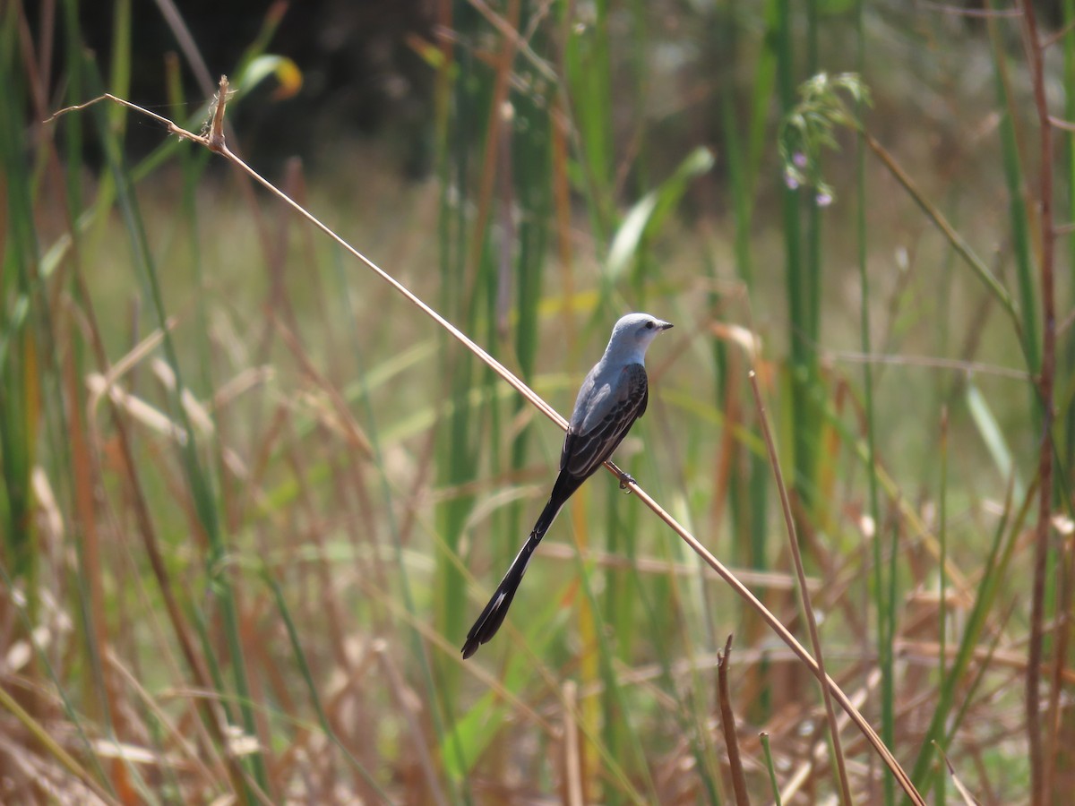 Scissor-tailed Flycatcher - ML614826212