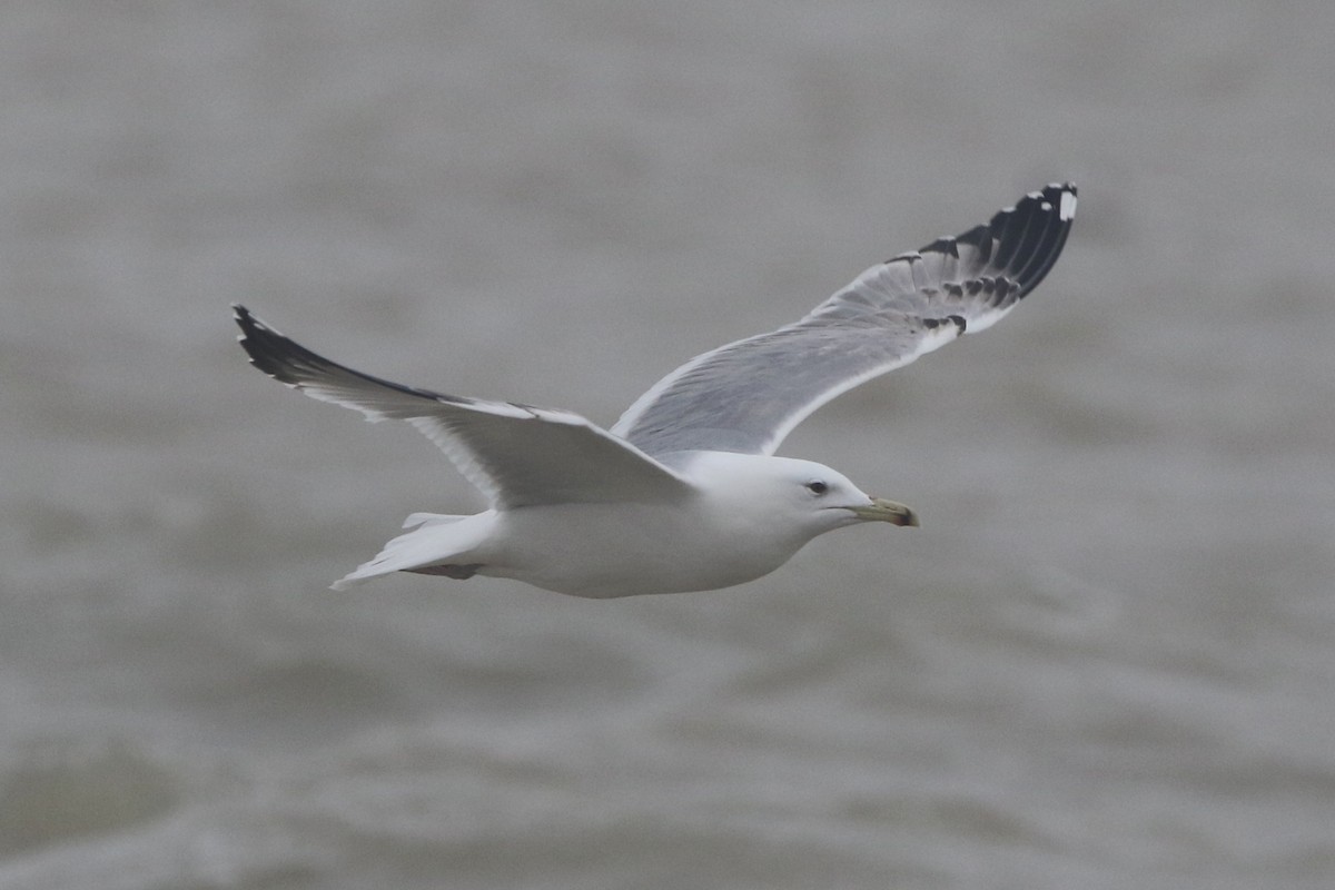 Caspian Gull - ML614826281