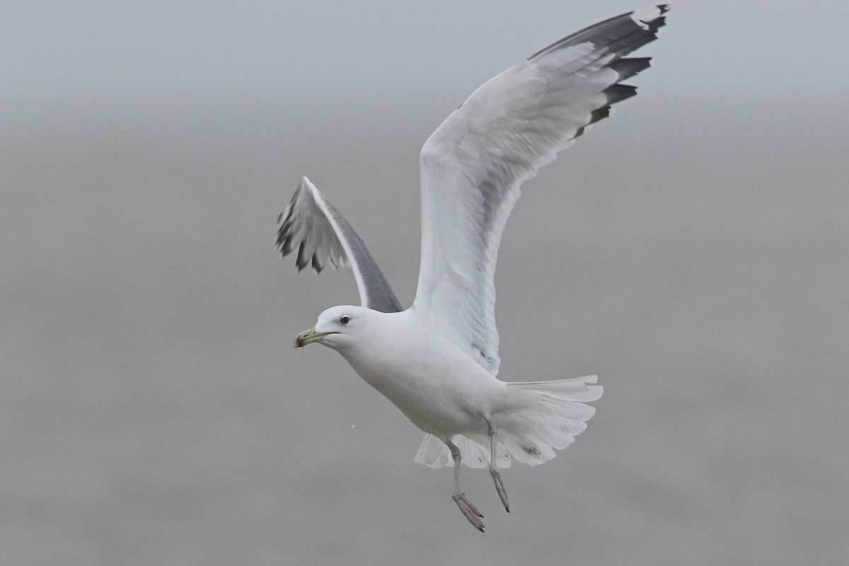 Caspian Gull - ML614826298