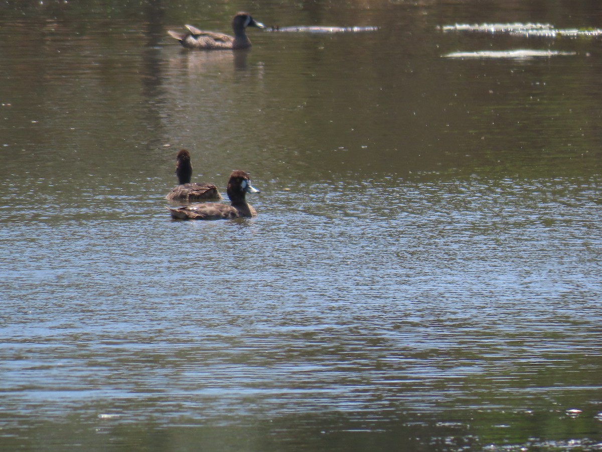 Lesser Scaup - ML614826301