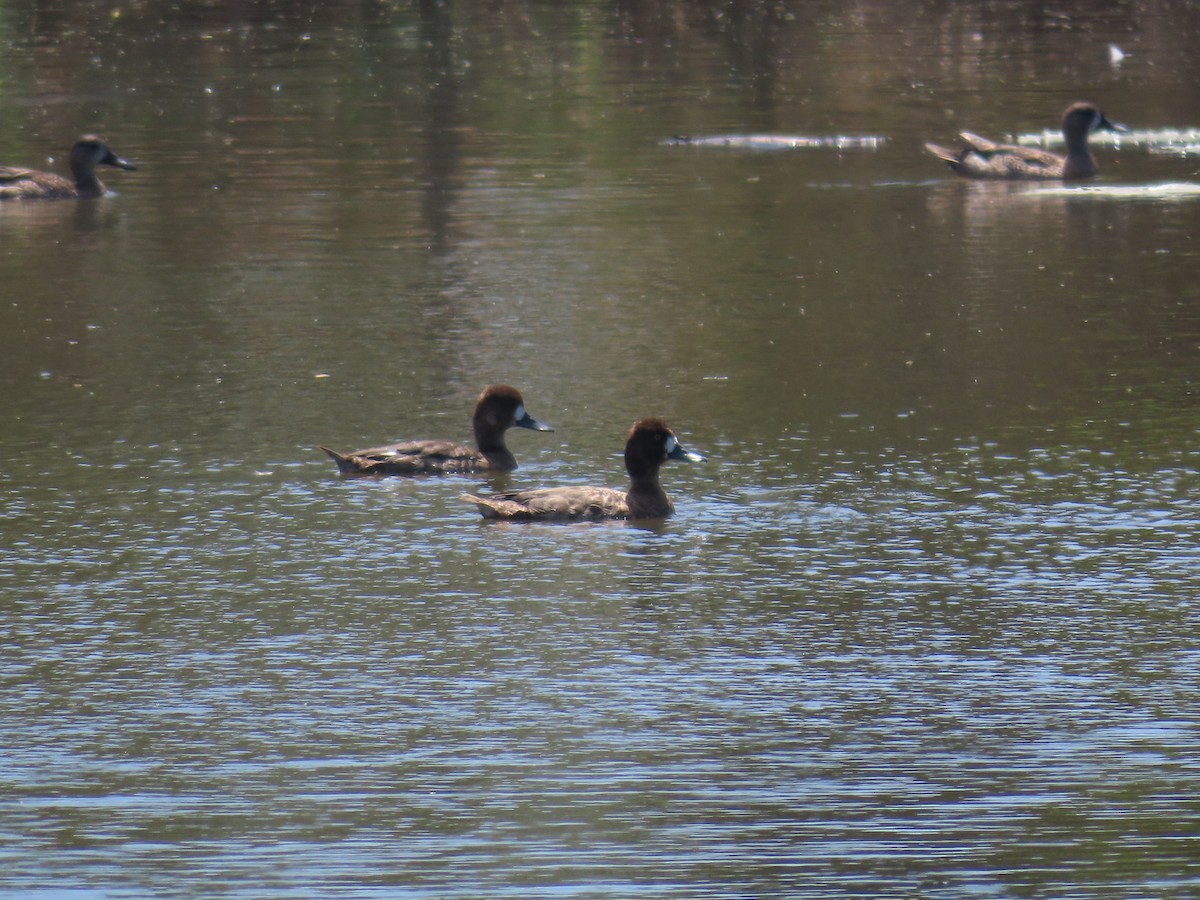 Lesser Scaup - ML614826302