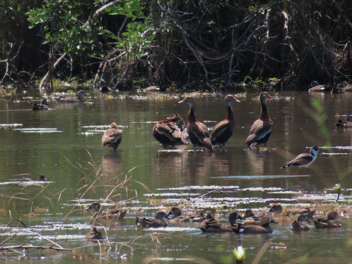 Blue-winged Teal - ML614826325