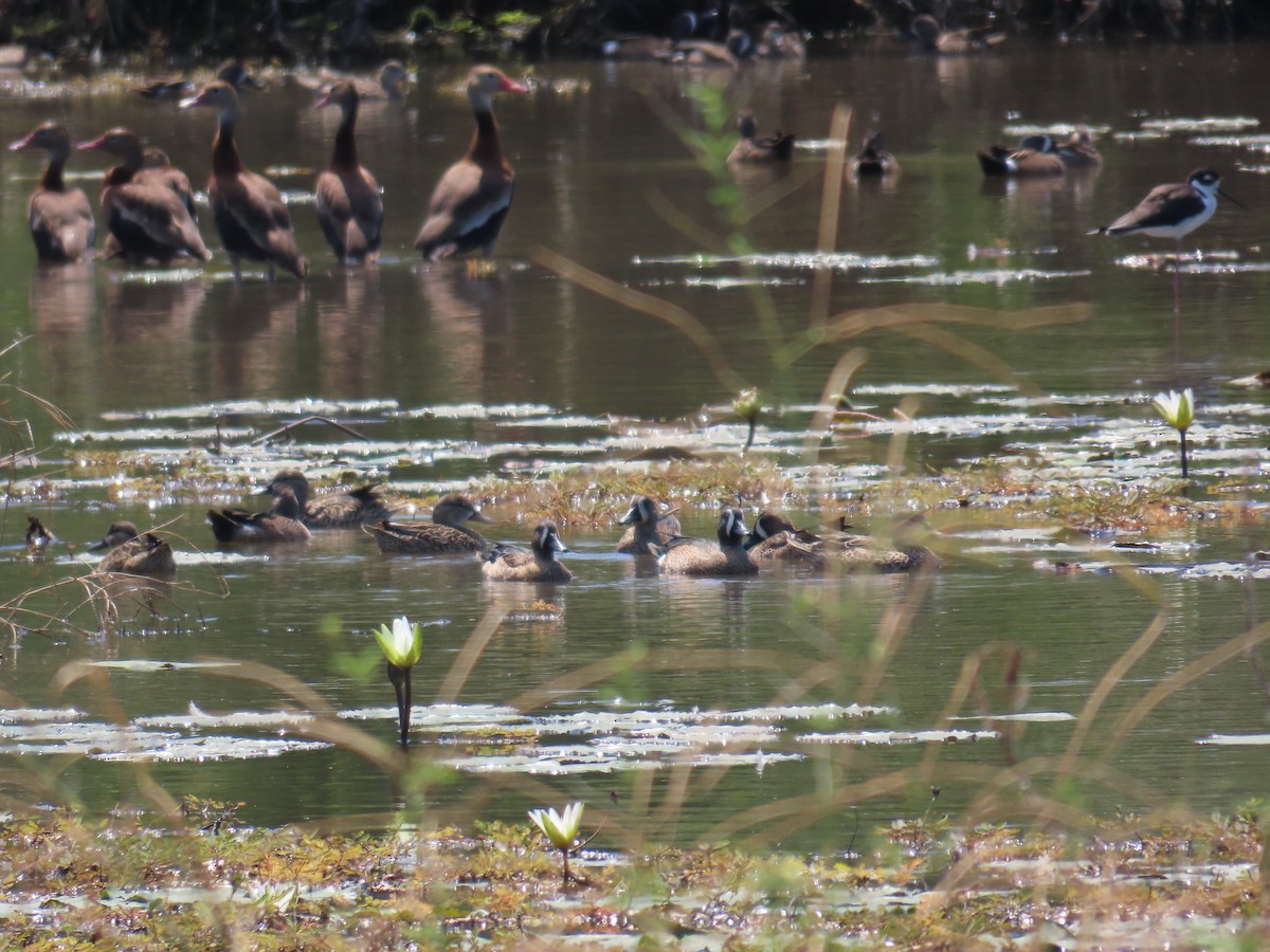 Blue-winged Teal - ML614826326