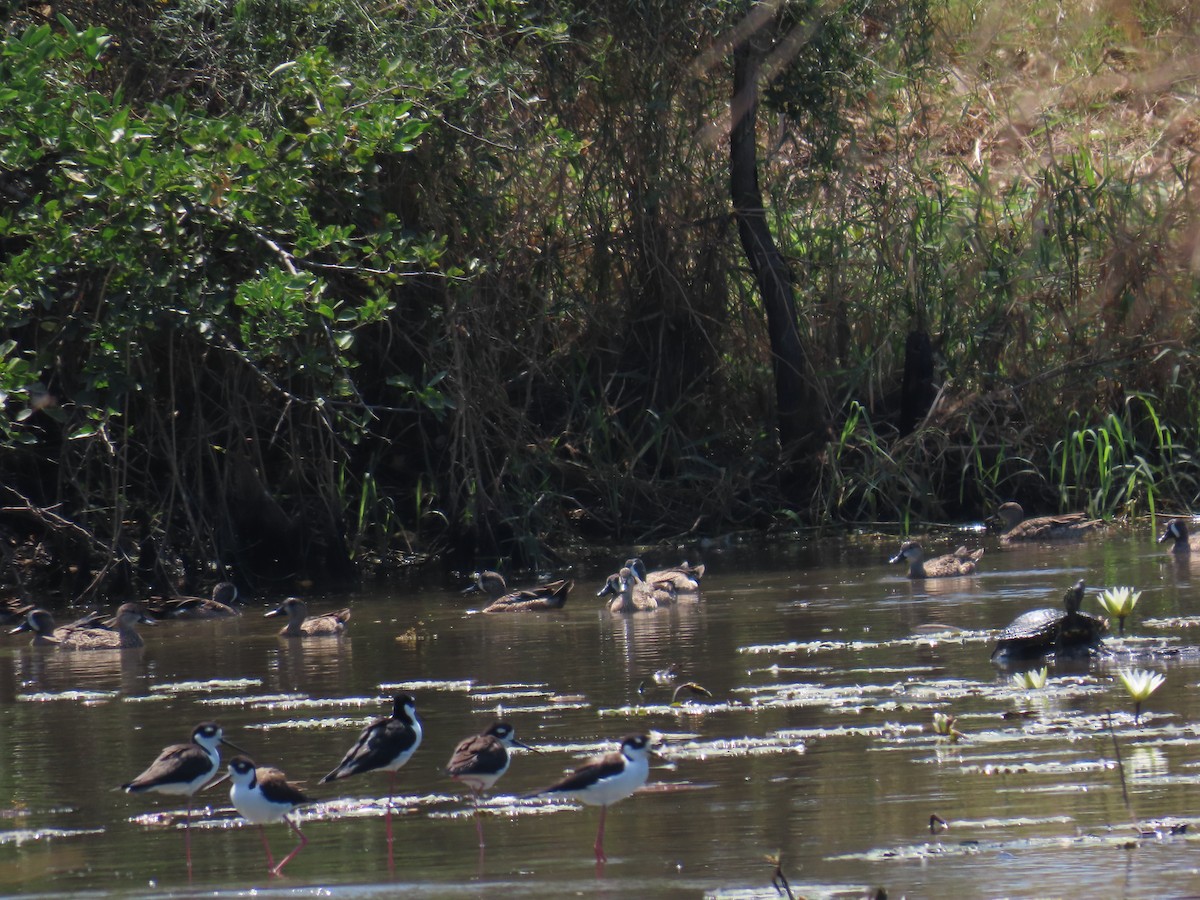 Black-necked Stilt - ML614826344