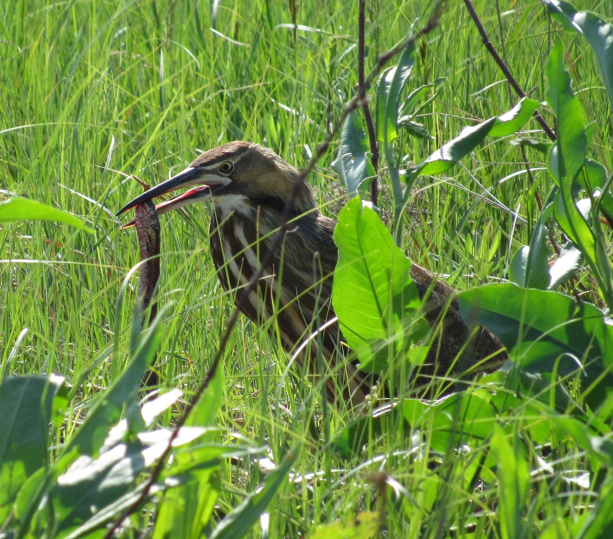 American Bittern - ML614826348