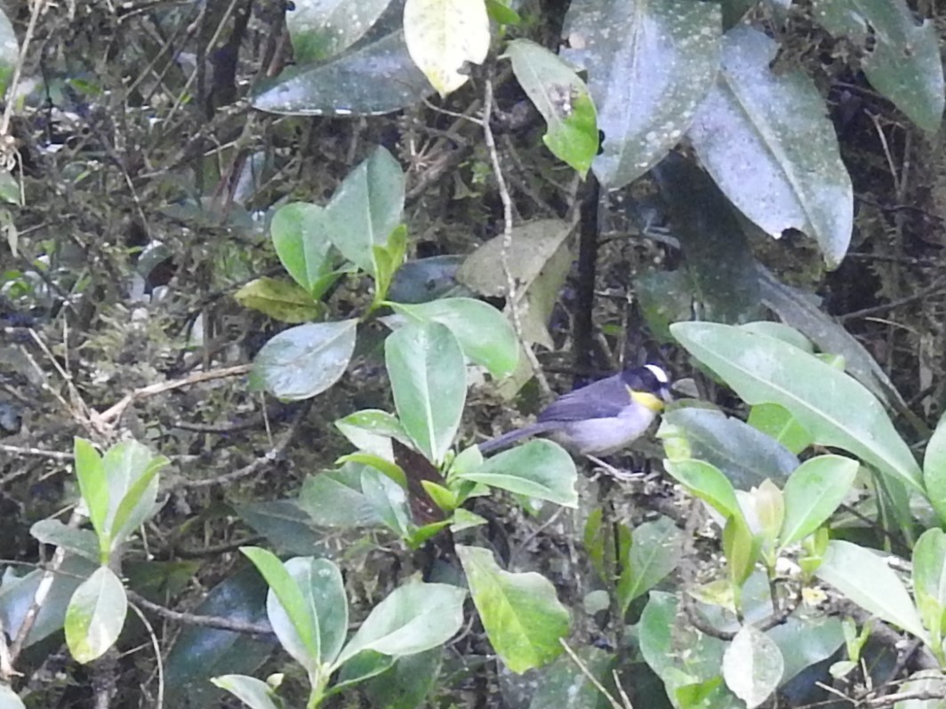 White-naped Brushfinch (Yellow-throated) - Mikki Doerger