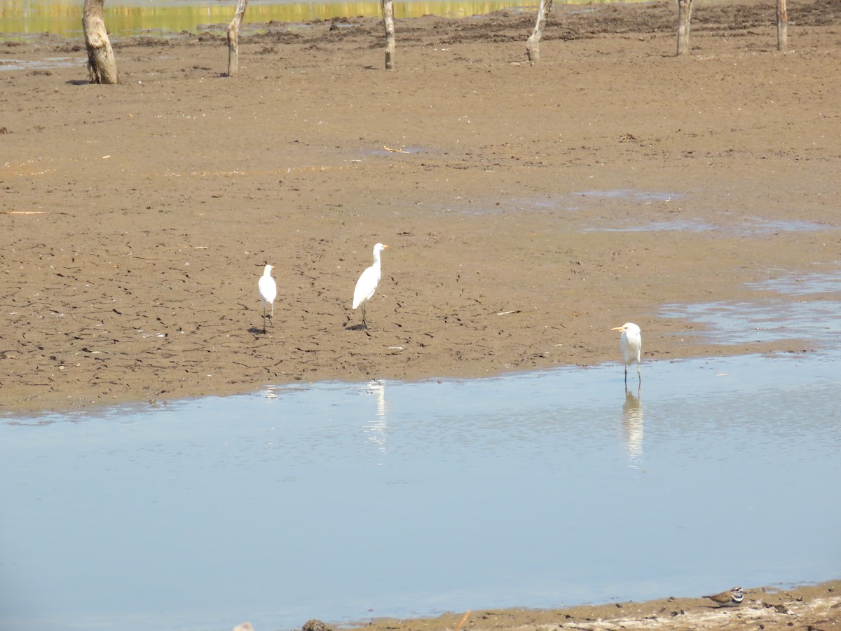 Чапля єгипетська (підвид ibis) - ML614826357