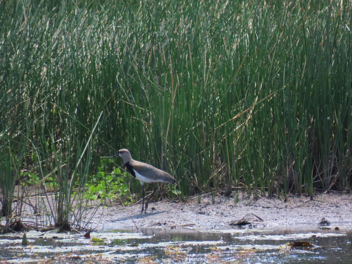 Southern Lapwing - ML614826369