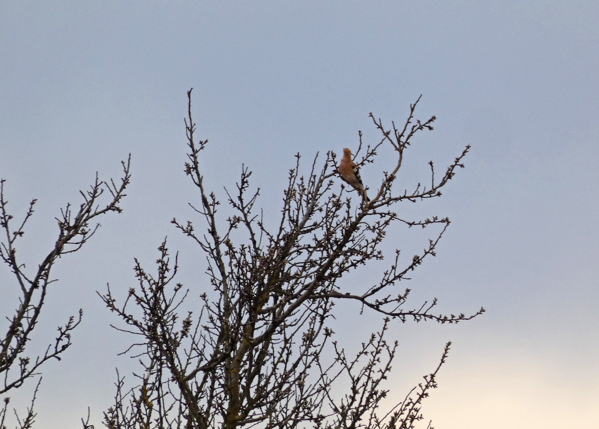 Eurasian Hoopoe - ML614826383