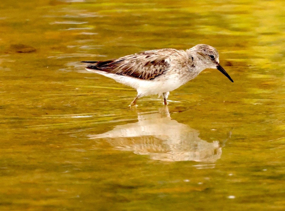 Least Sandpiper - ML614826395