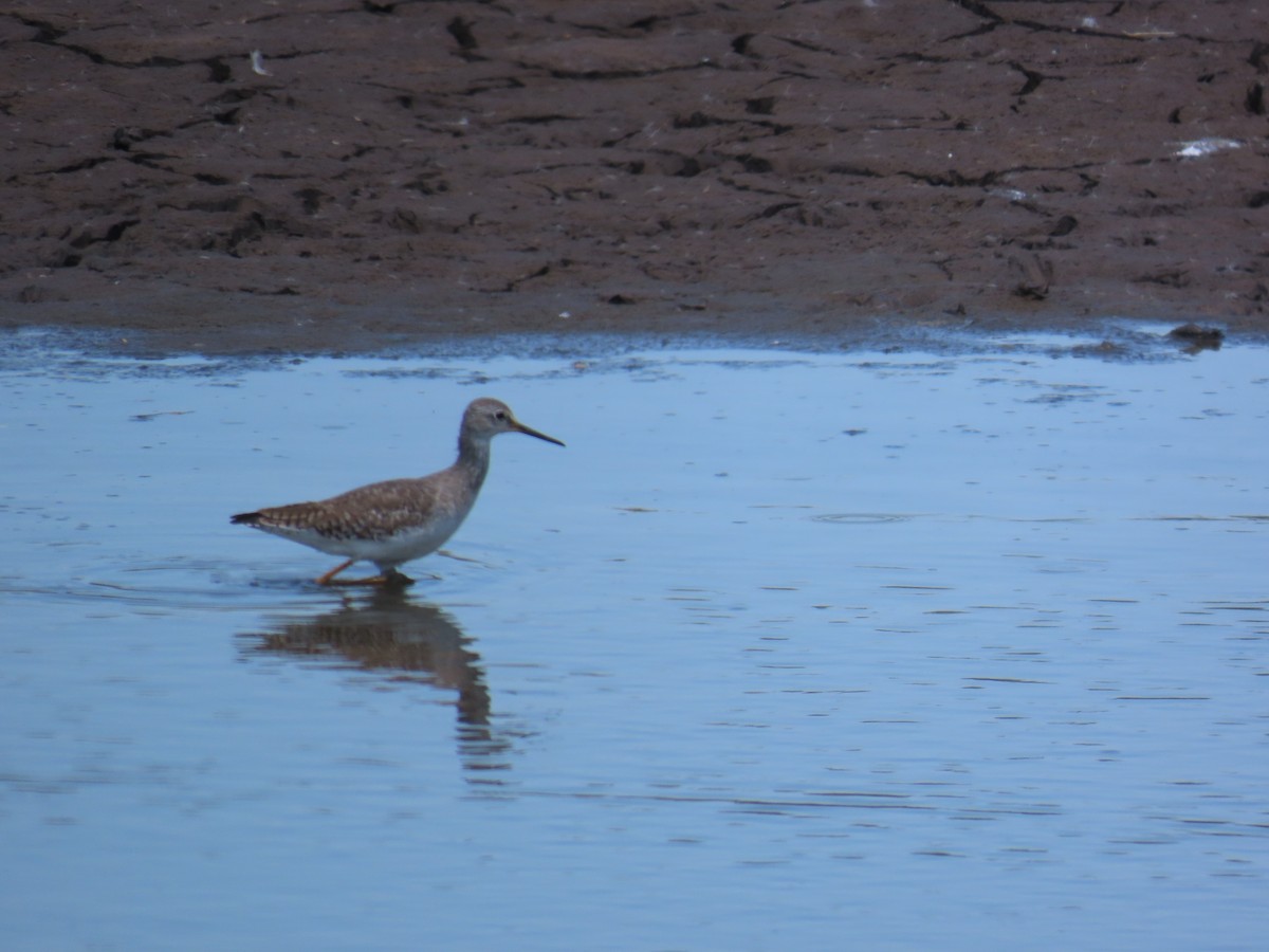 Lesser Yellowlegs - ML614826404