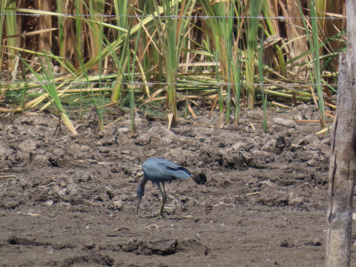 Little Blue Heron - ML614826416