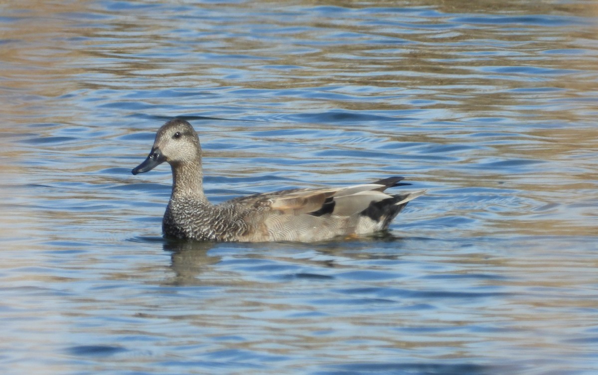 Gadwall - ML614826501