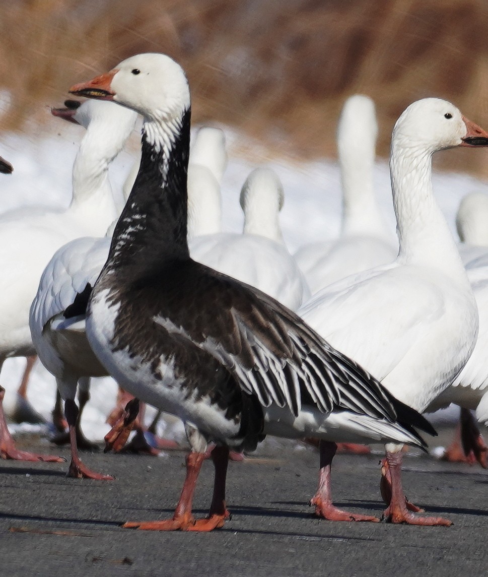 Snow Goose - ML614826520