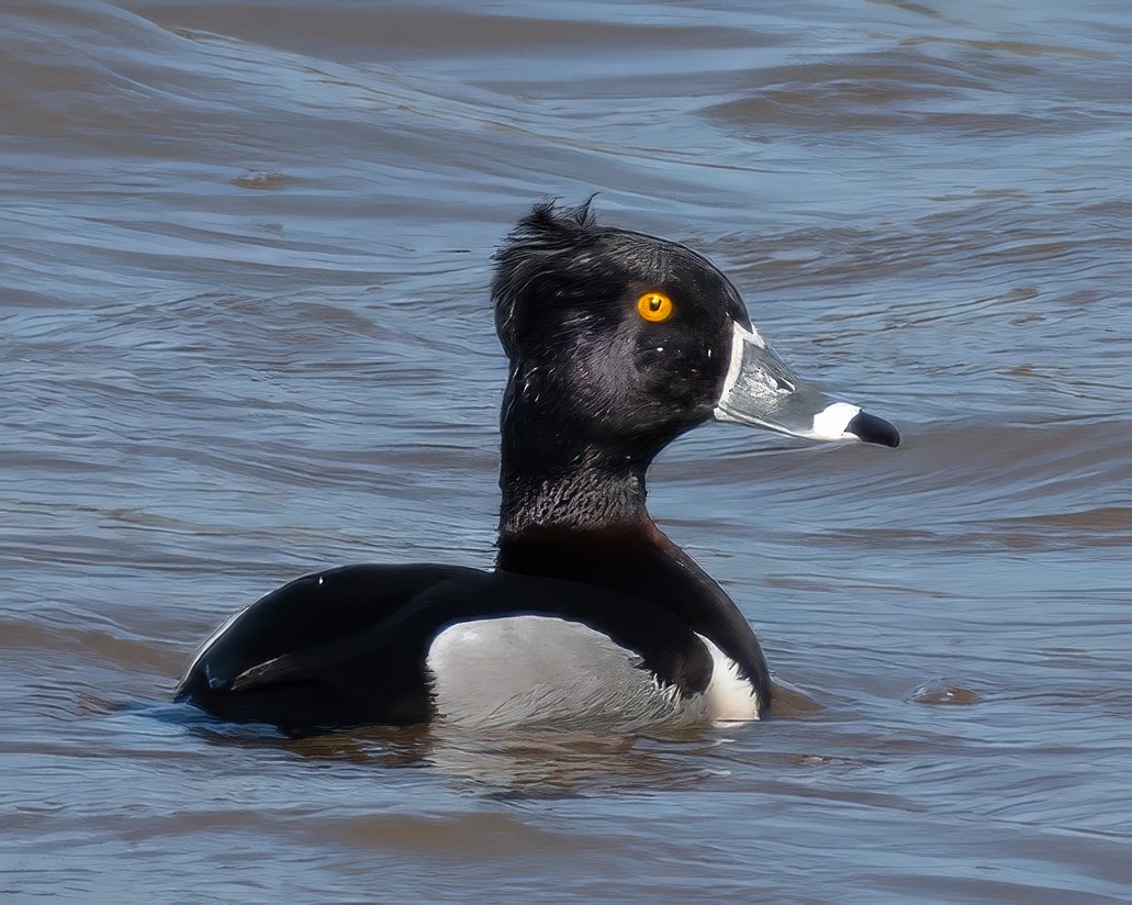 Ring-necked Duck - ML614826524