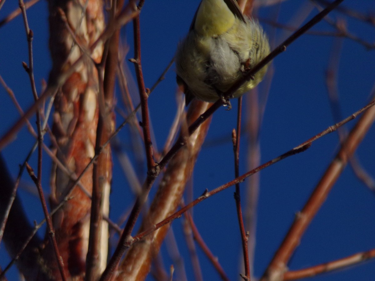 Lesser Goldfinch - ML614826531