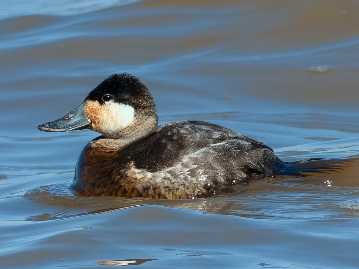 Ruddy Duck - ML614826532