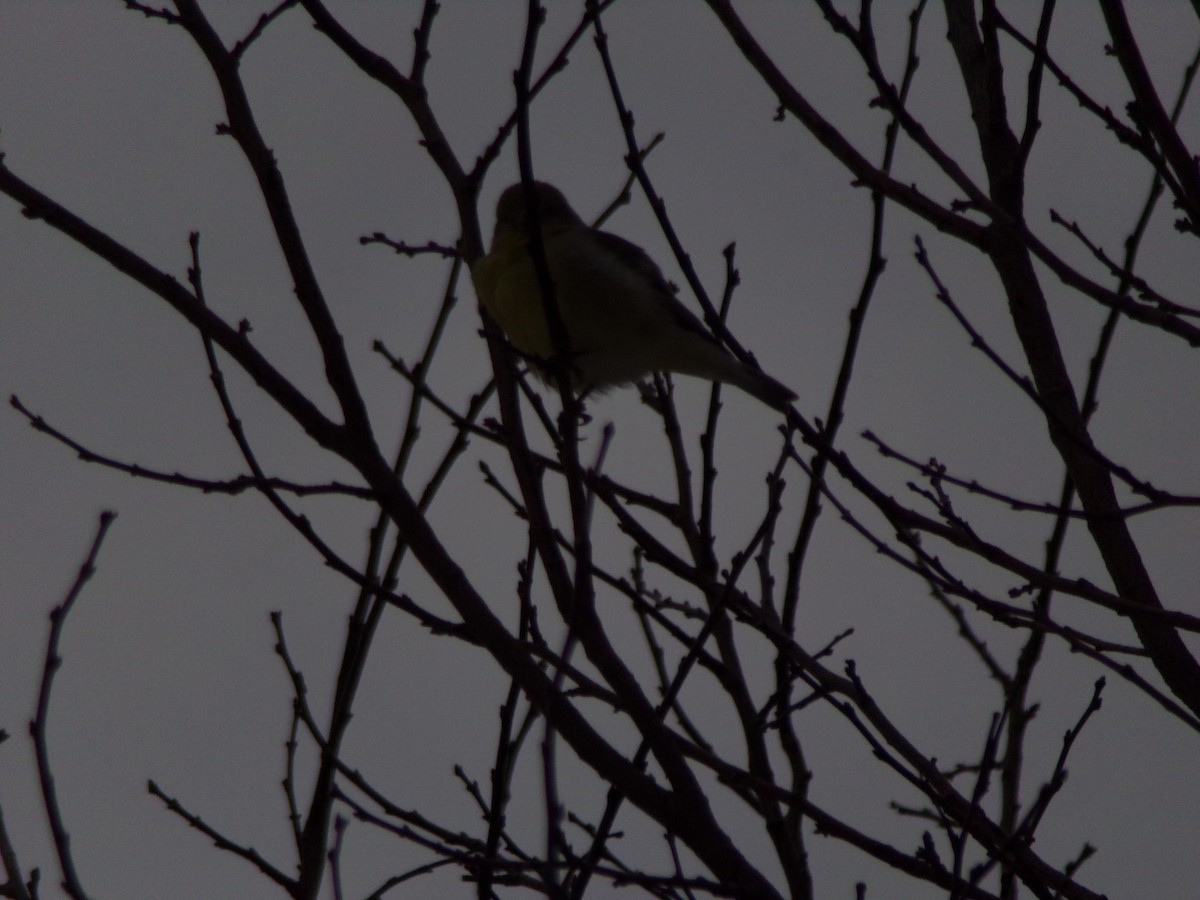 Lesser Goldfinch - ML614826540