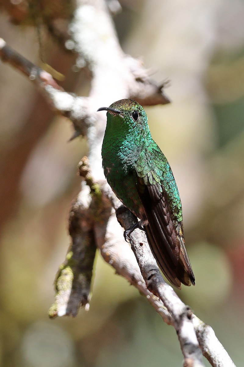 kolibřík měděnohlavý - ML614826576