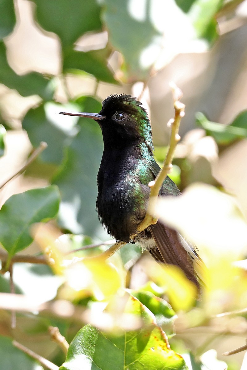 Black-bellied Hummingbird - ML614826579