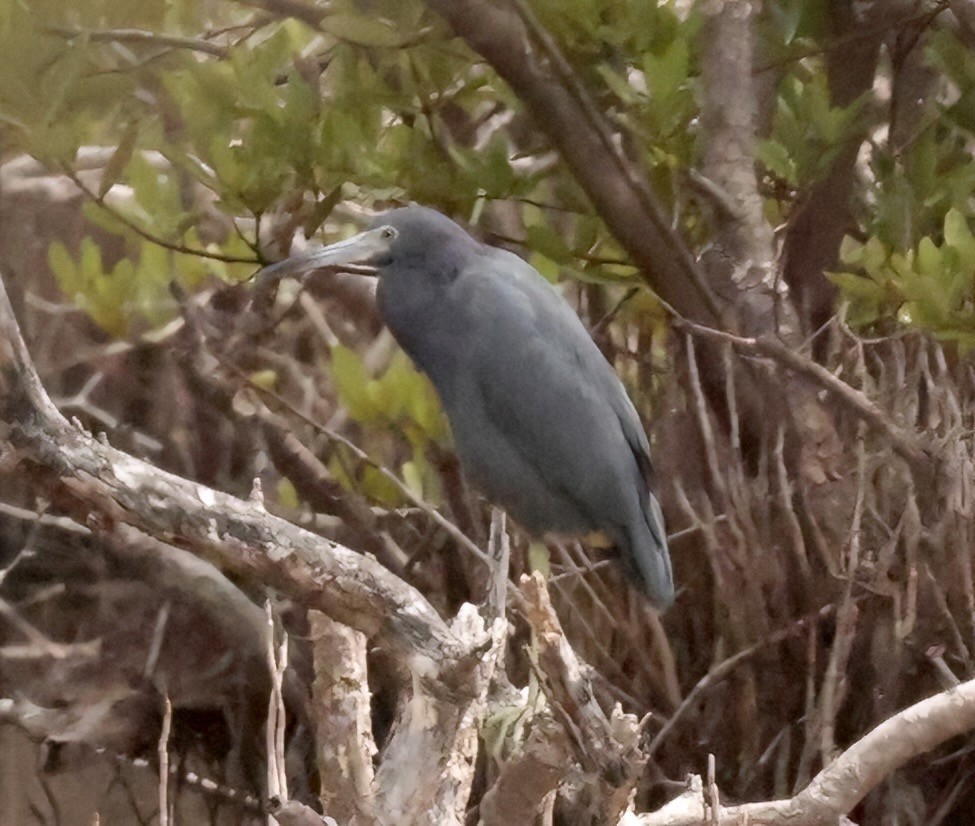 Little Blue Heron - Greg Plowman