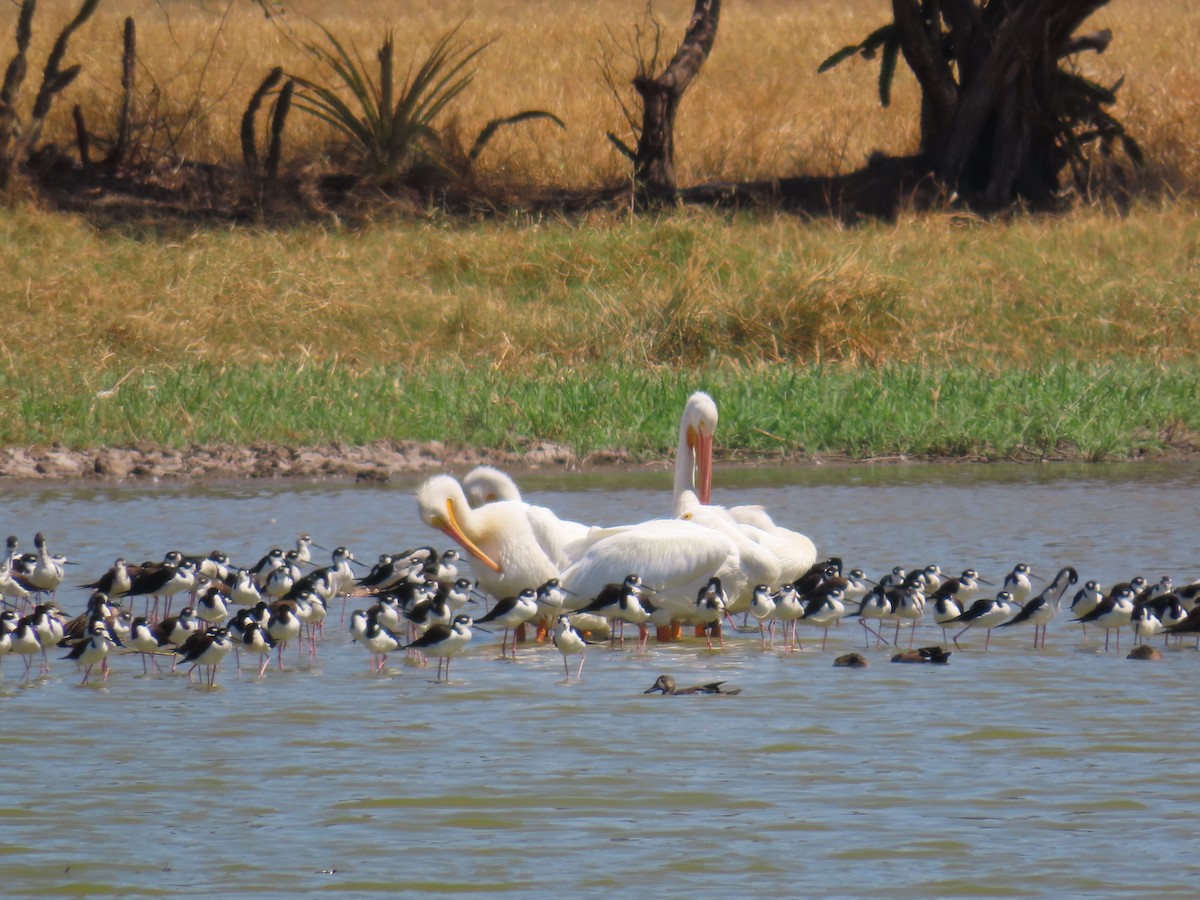 American White Pelican - ML614826628