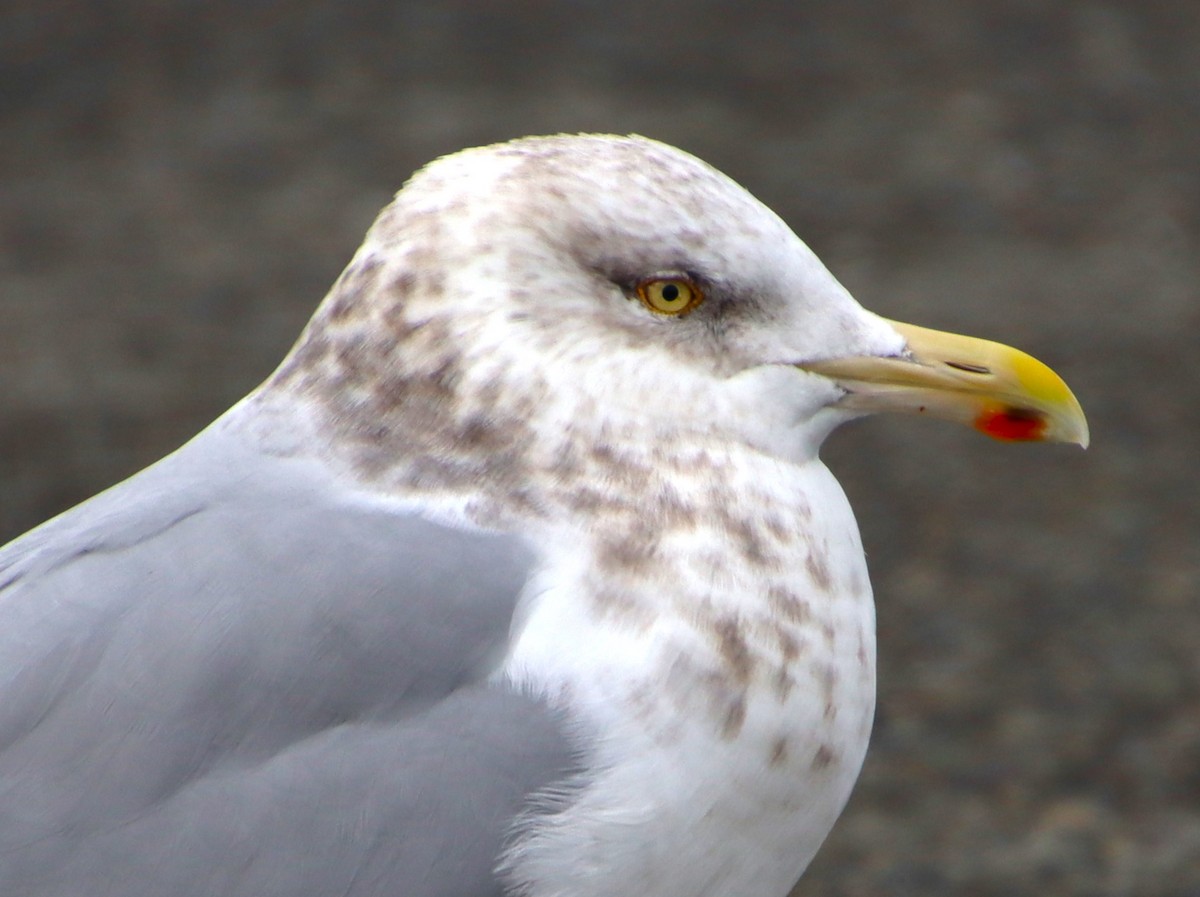 Gaviota Argéntea - ML614826644