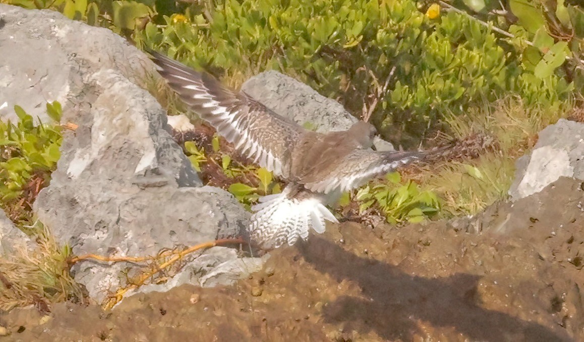 Black-bellied Plover - ML614826682