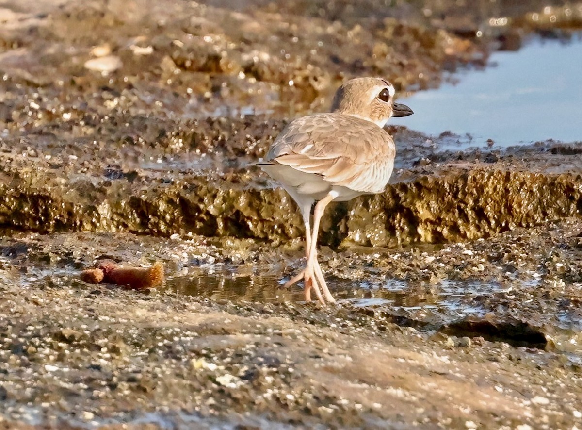 Black-bellied Plover - ML614826683